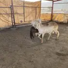 خروف سواكني دوماني فحل على المسك