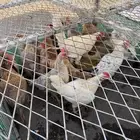 دجاج بلدي وفرنسي