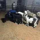 تيوس عوارض وتيوس و مشاريك و جنوبي