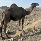 خلفه فروع ناقه اللبن ب 8800 يبلاش