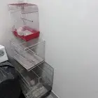 شبك طيور