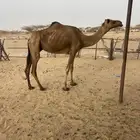 ناقه مبيوع ولده