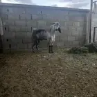 تيس فحل معزا كفو