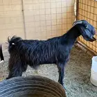 جفره للبيع