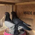 قطايف زرق خطين