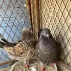 حمام زينه