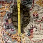 سلاحف برمائيه احجام كبيره
