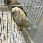 طير روز