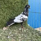 ذكر هومر