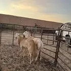 ذبايح ضيوف وثلاجه جذعان طيبه حد 1000