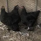 دجاج برهما بلاك