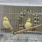 كروانات اليفه