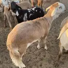 ذبائح للبيع