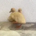 للبيع صوص بط