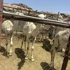 قعدان للبيع