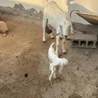 للبيع