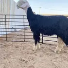 للبيع فحل رباع كامل الشروط