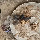 دجاج مفرج