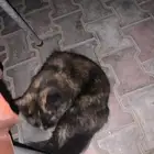 بسه لتبني حي الواحه