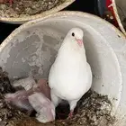 جوز حمام فرنسي معه إنتاجه