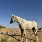 حصان