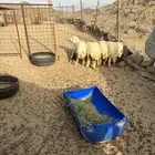 الشميسي طريق الخواجات قبل حوش الجابري