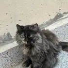 قطه همالايا للتبني