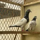 جوز تيدي اساس