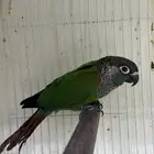 ذكرين كنيور بيرلي و مون شك محلل بشهايد
