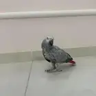كاسكو ببغاء