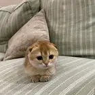 سكوتش انثى العمر ثلاثه شهور