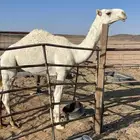 قعود أوضح