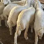 طليان حريه يوجد خدمة ذبح وتوصيل داخل المجمعه