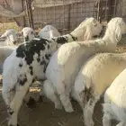 طليان حريات