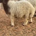 ذبايح نعيم نعيمي كبير وسط