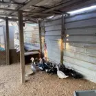 بط مصري للبيع