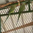 ببغاء دره للبيع