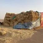 تبن بر شد كبير