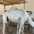 قعود حاشي قعدان حشو مفرود مفاريد بكره بكار مفاريد