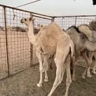 حاشي بري على حليب امه حشو على الحليب الموقع كبري العويضه