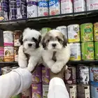 كلاب مالتيز تي كب