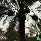تمر طيب للبيع التمور منوع