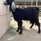 جفرة ثنية حايل