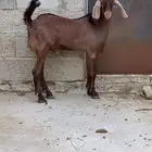 مشروع فحل ادهم مطور وفاخر تم البيع