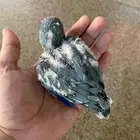 فرخ كويكر غر ( تم البيع )