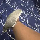 روز ذكر اليف