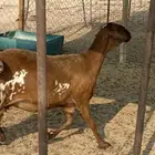 ضان سواكن خلفات