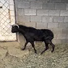 فحل مورسيانو