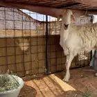 للبيع شاه حريه سديس جرمها طيب بس ناقصها علف