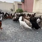 دجاج بلدي